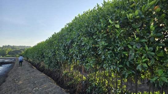 Petambak Mandiri di Bone, Tanam 30.000 Mangrove untuk Masa Depan Tambak Lestari