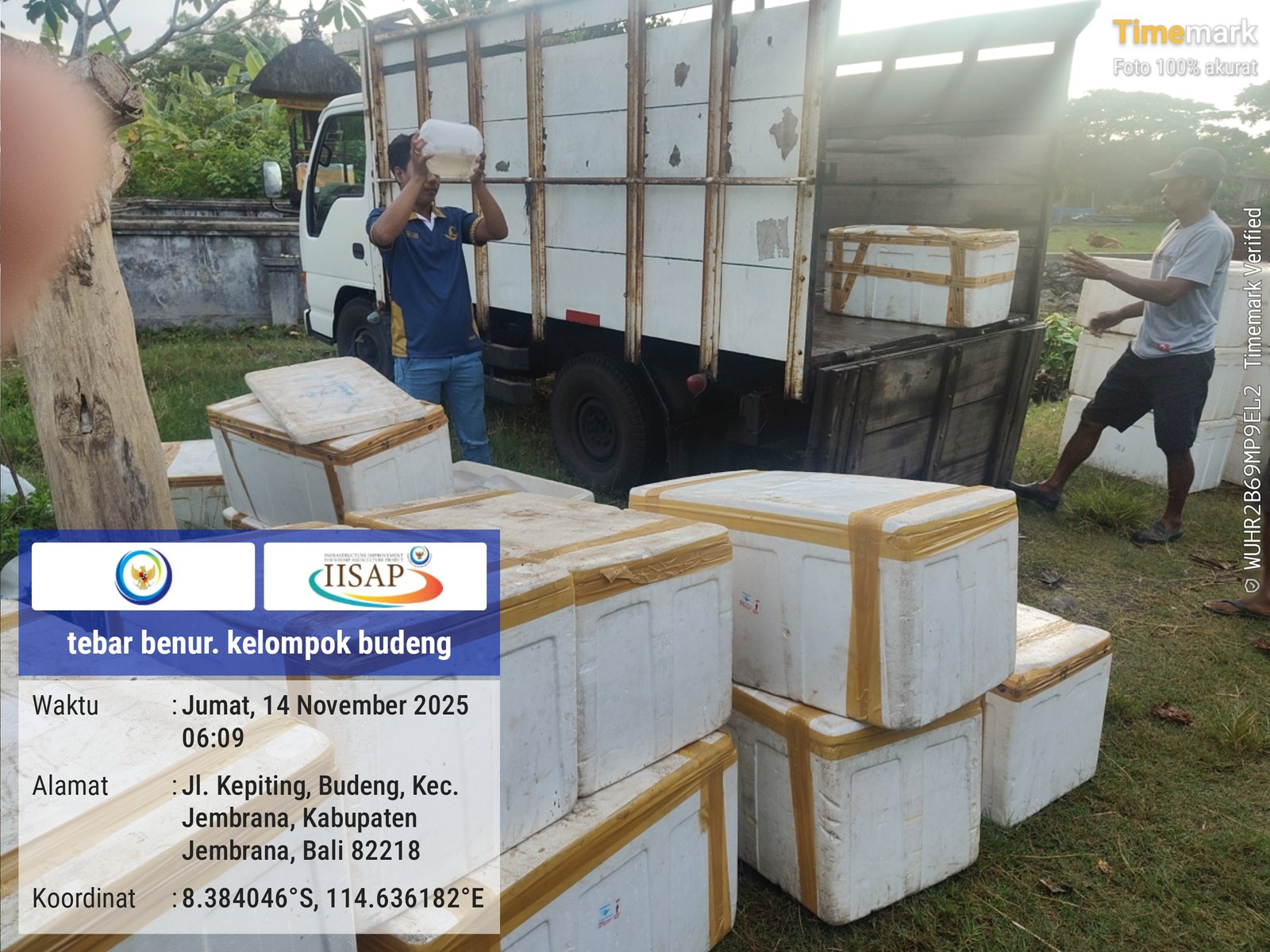 🦐 Stimulus Benur Udang Vannamei dari BPIU2K Karangasem: Niat Baik yang disalah gunakan