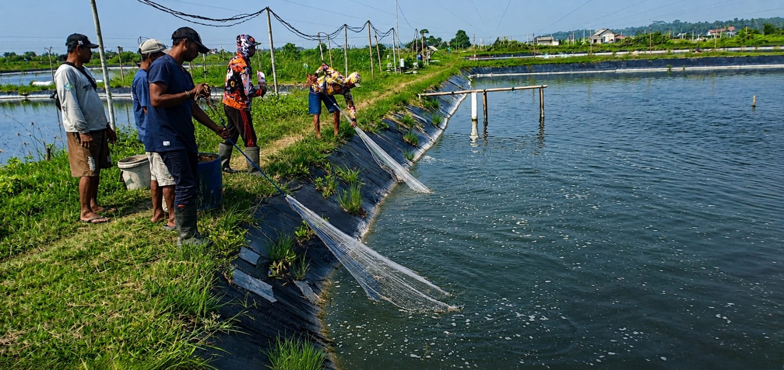Budidaya Udang Vaname Tradisional Plus: Strategi Pokdakan Sidomakmur Mengoptimalkan Produksi