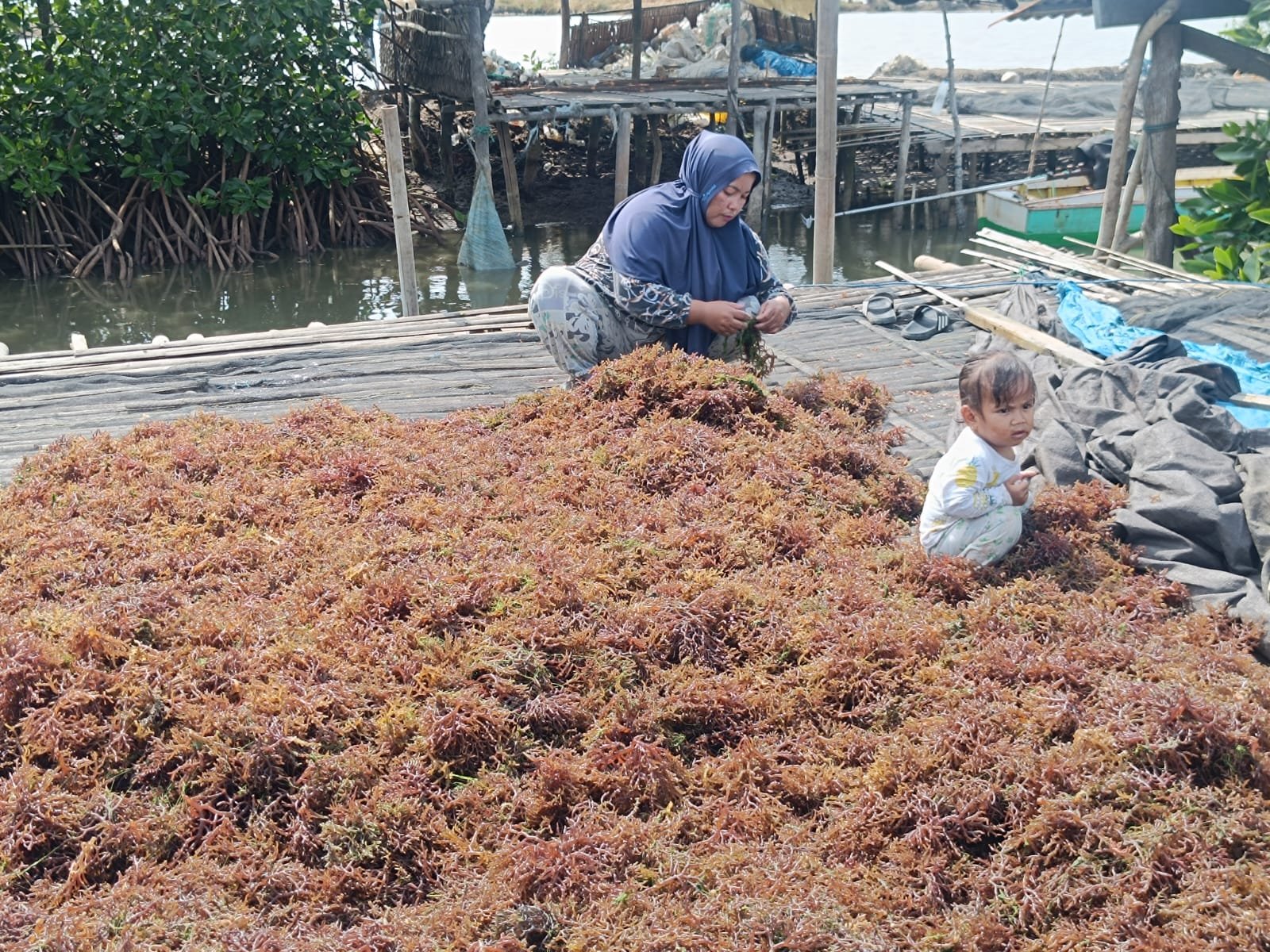 Tangannya Menerjang Terik, Hatinya Menjaga Keluarga: Potret Ibu Rumah Tangga Penopang Ekonomi Pesisir di kabupaten Wajo