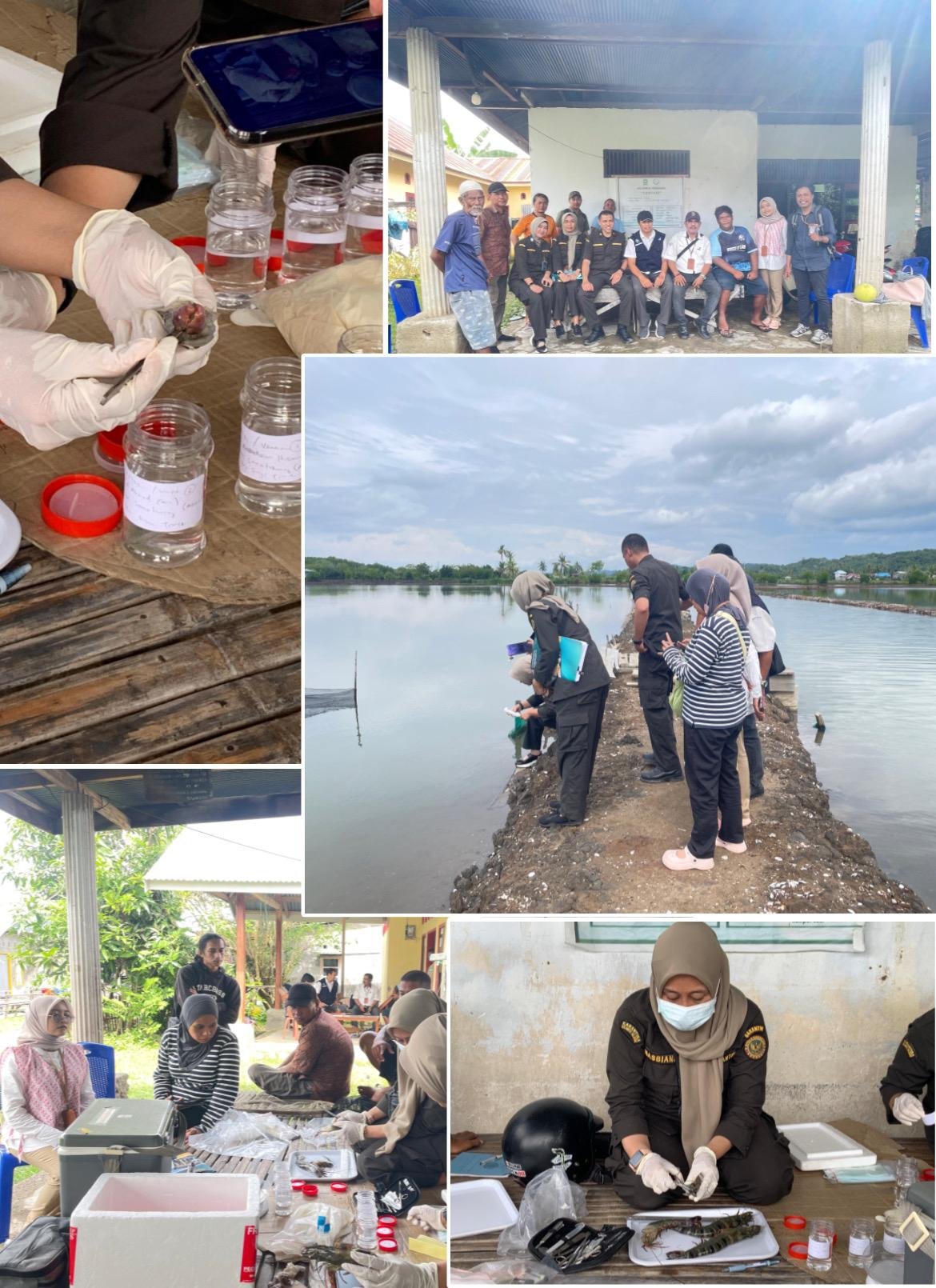 BADAN KARANTINA INDONESIA LAKUKAN PENGAMBILAN SAMPEL UNTUK PEMERIKSAAN KESEHATAN UDANG DI DAMPINGI OLEH PENYULUH PERIKANAN DAN FASILITATOR IISAP KABUPATEN SINJAI